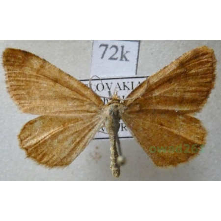 Macaria brunneata (Thunberg, 1784) Witalnik rdzawiak Slovakia72k